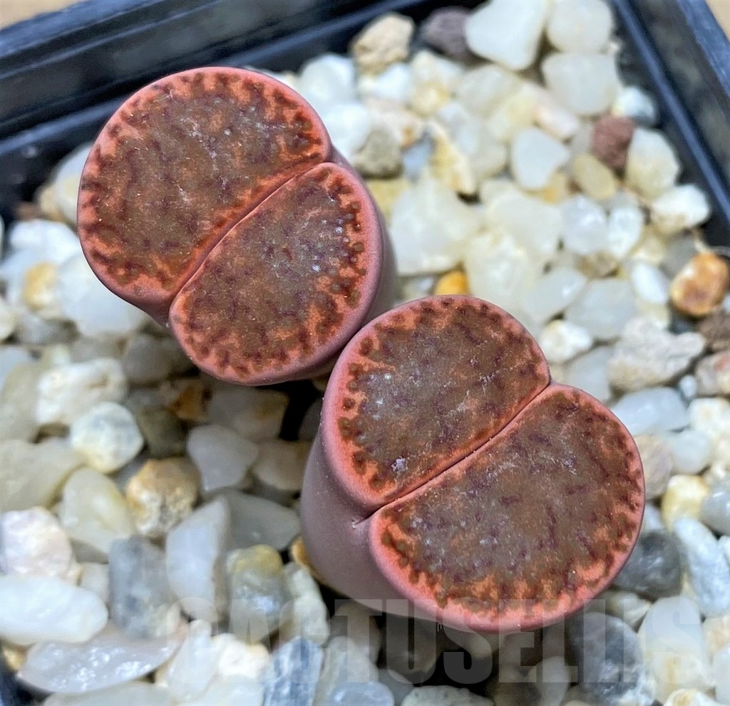 SHPR28441 Lithops bromfieldii v. glaudinae -80km West Witsond-