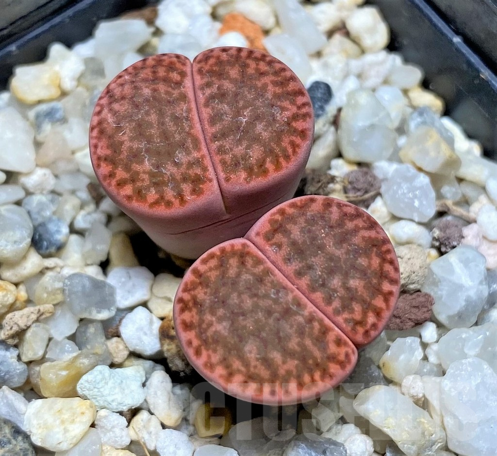 SHPR28442 Lithops bromfieldii v. glaudinae -80km West Witsond-