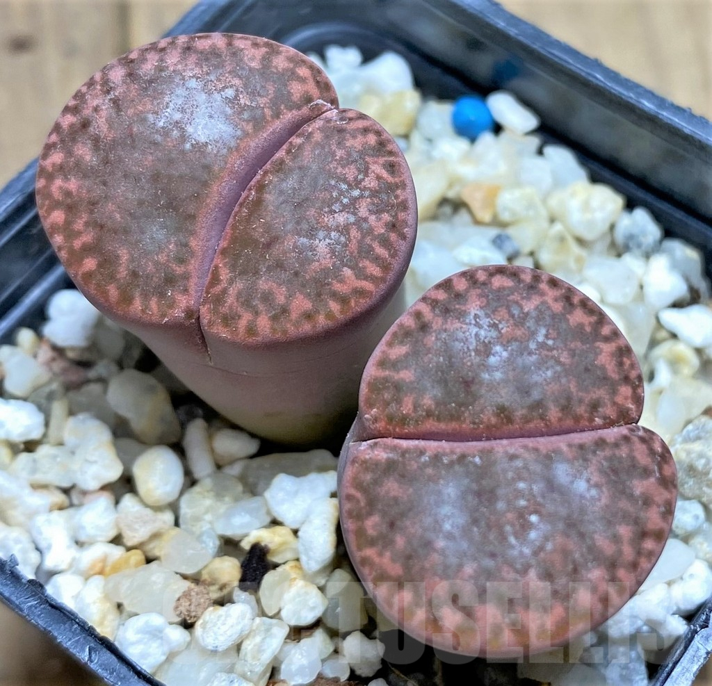 SHPR28445 Lithops bromfieldii v. glaudinae 'Rubroroseus'