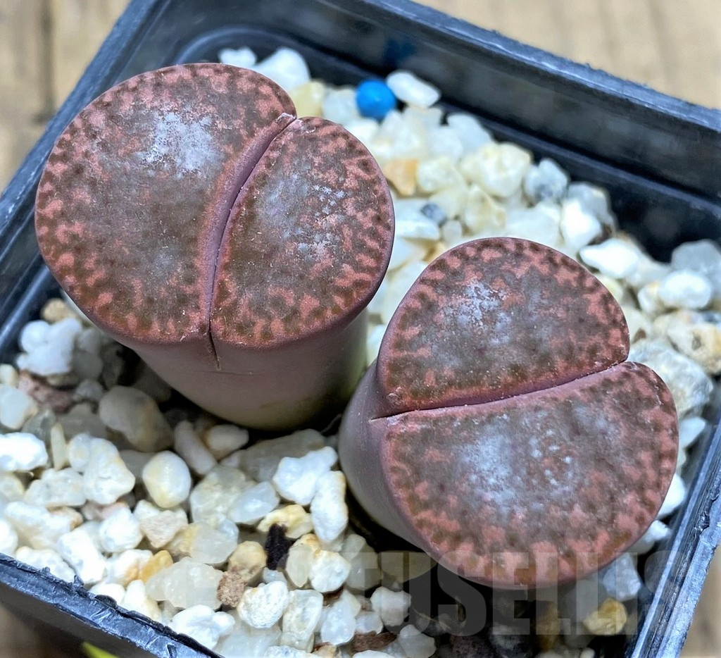 SHPR28445 Lithops bromfieldii v. glaudinae 'Rubroroseus' - Image 2