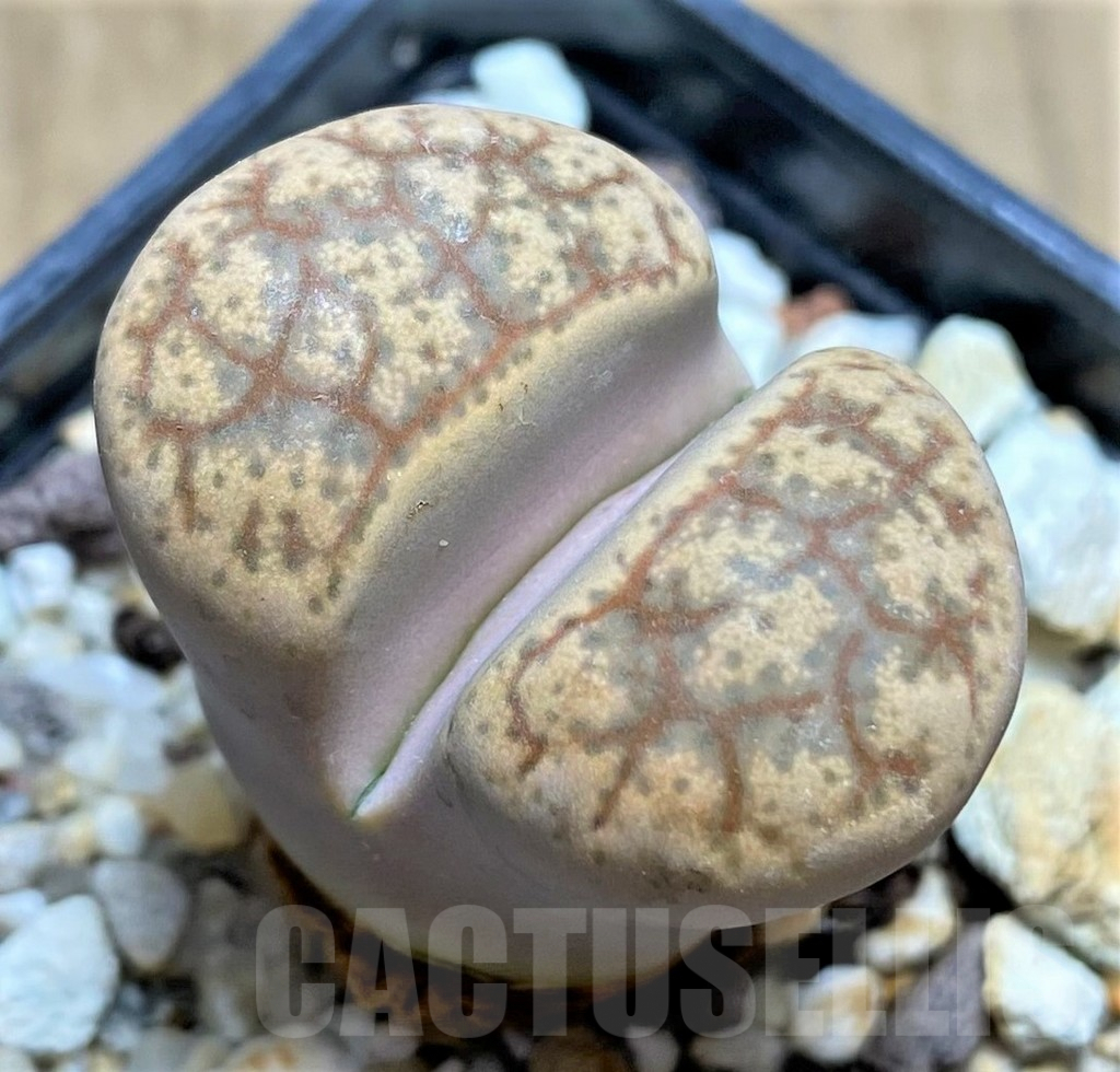 SHPR28446 Lithops hermetica hybrid SH