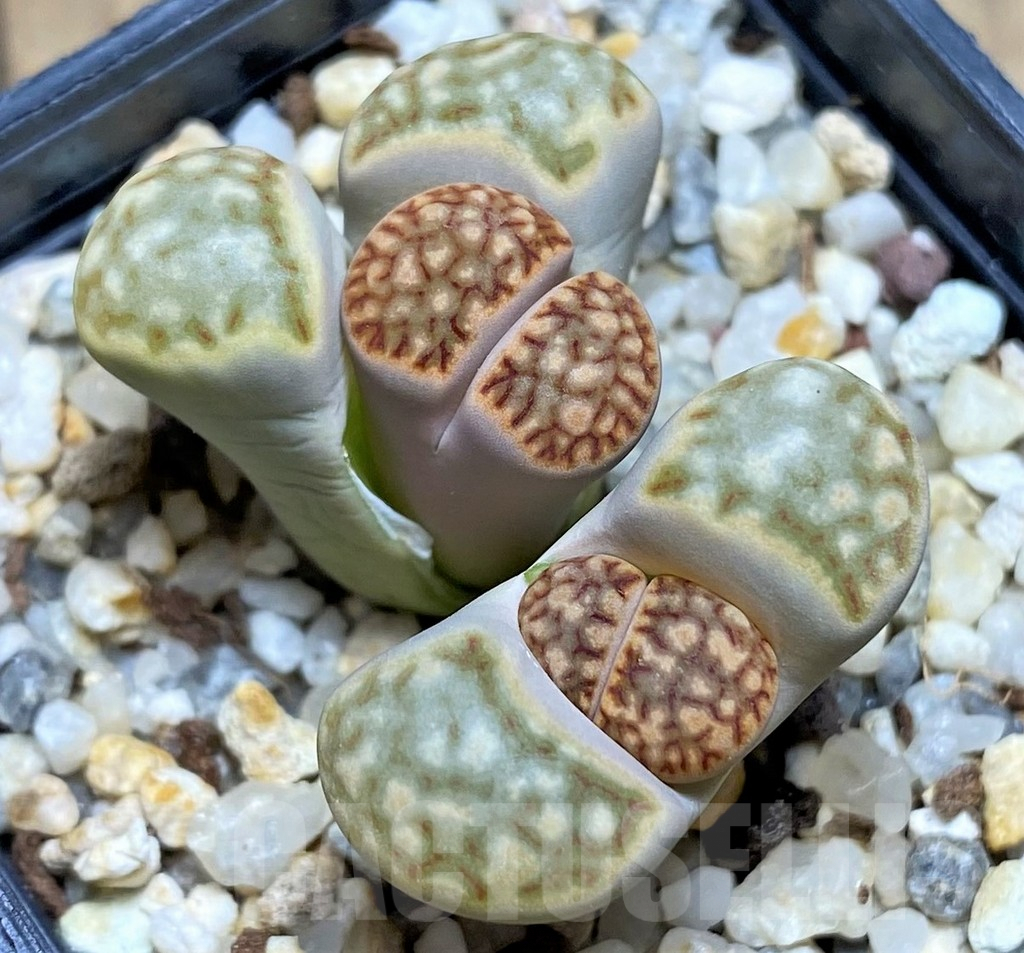 SHPR28449 Lithops julii v. brunea