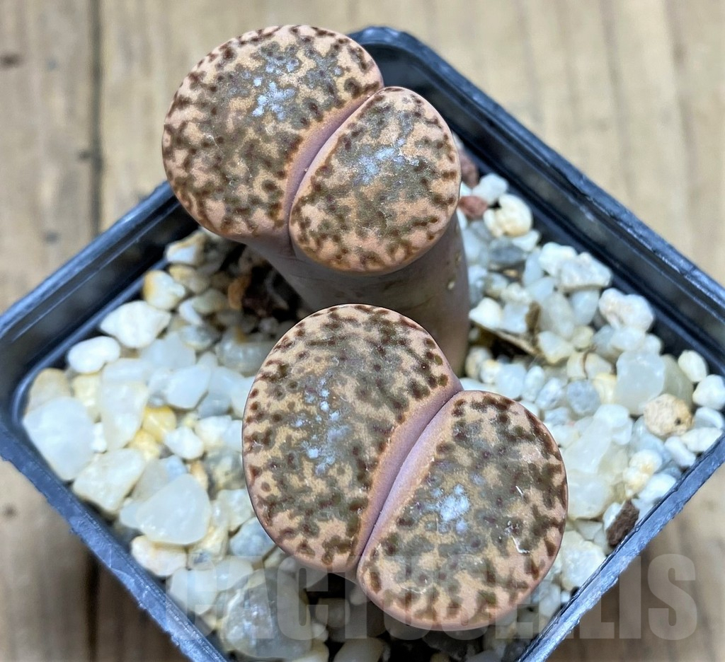 SHPR28451 Lithops bromfieldii -Welgevonden- SH