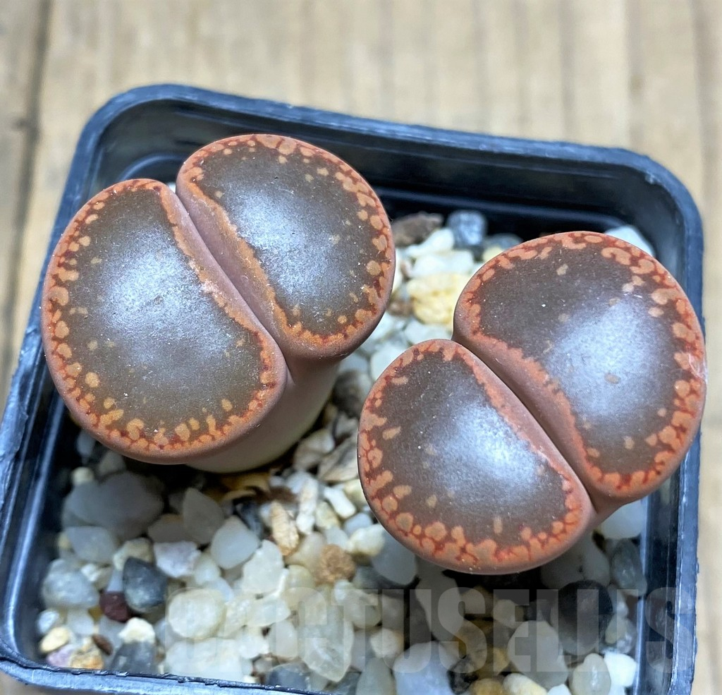 SHPR28453 Lithops aucampiae 'Open Window'