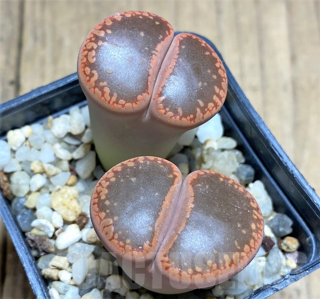 SHPR28453 Lithops aucampiae 'Open Window' - Зображення 2