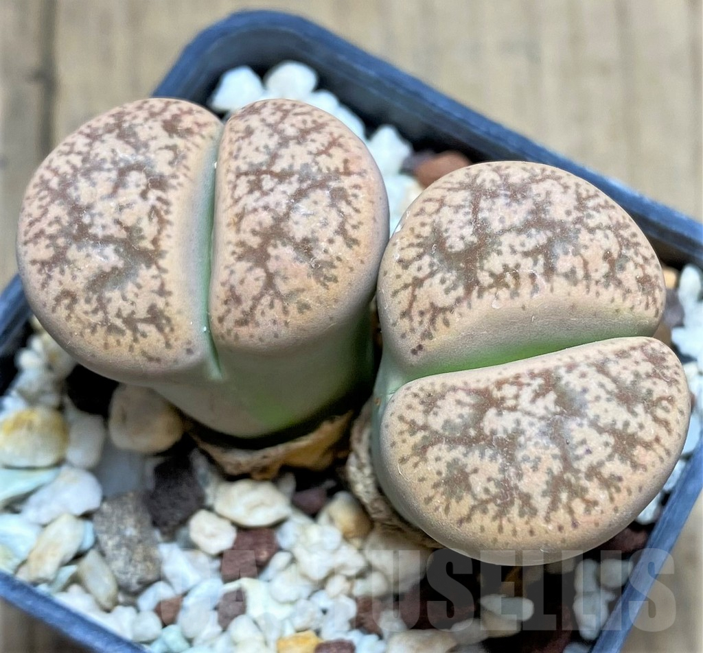 SHPR28454 Lithops gesinae