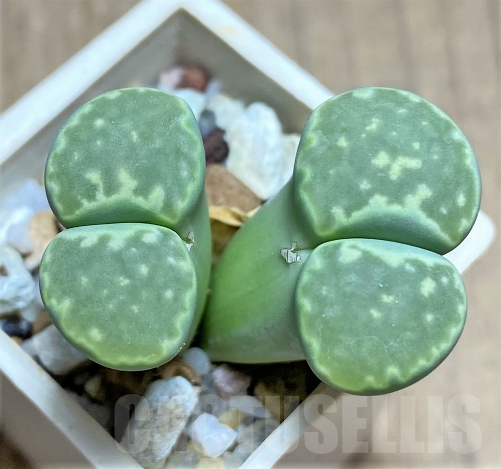 SHPR28459 Lithops salicola ‘Malachite’ C351a