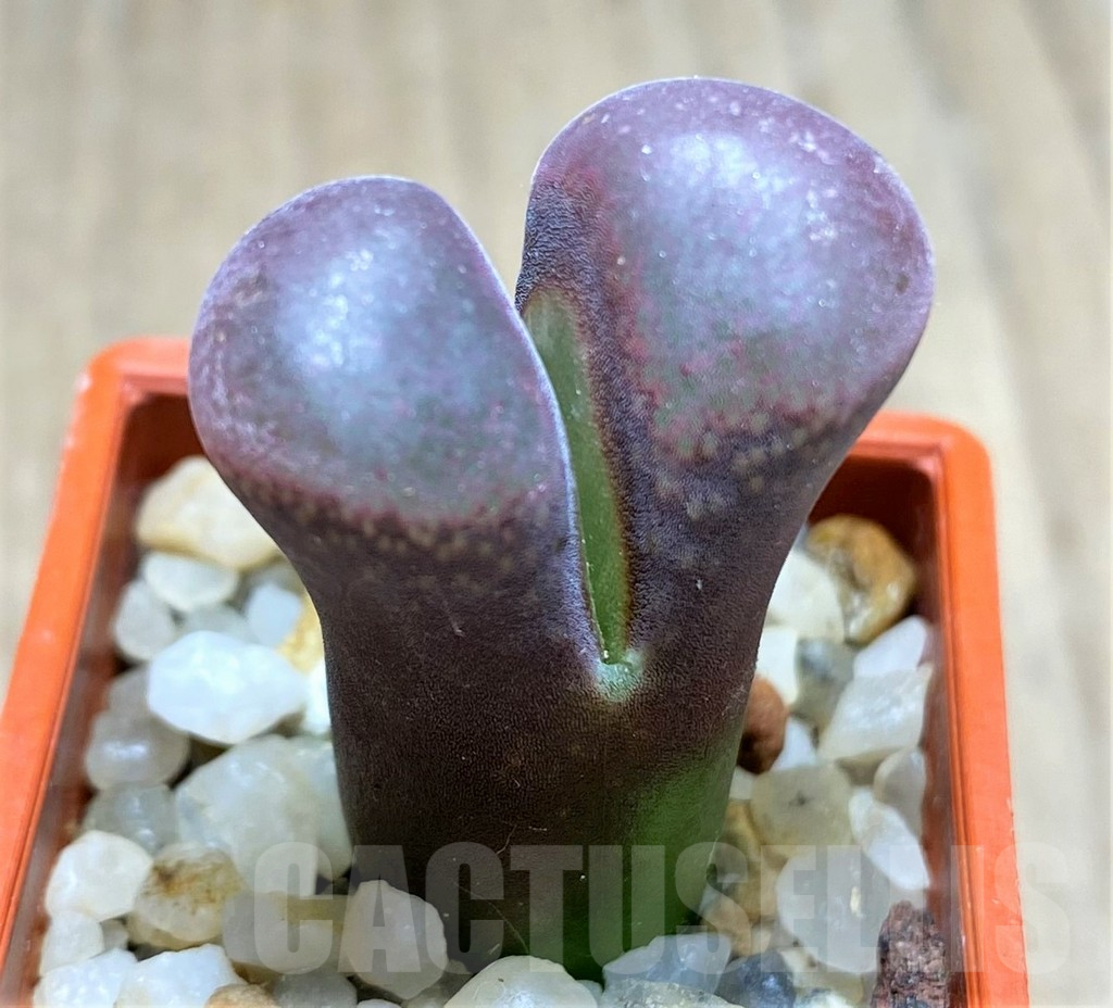 SHPR28460 Conophytum praesectum - Зображення 2