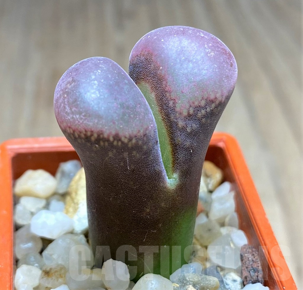 SHPR28460 Conophytum praesectum
