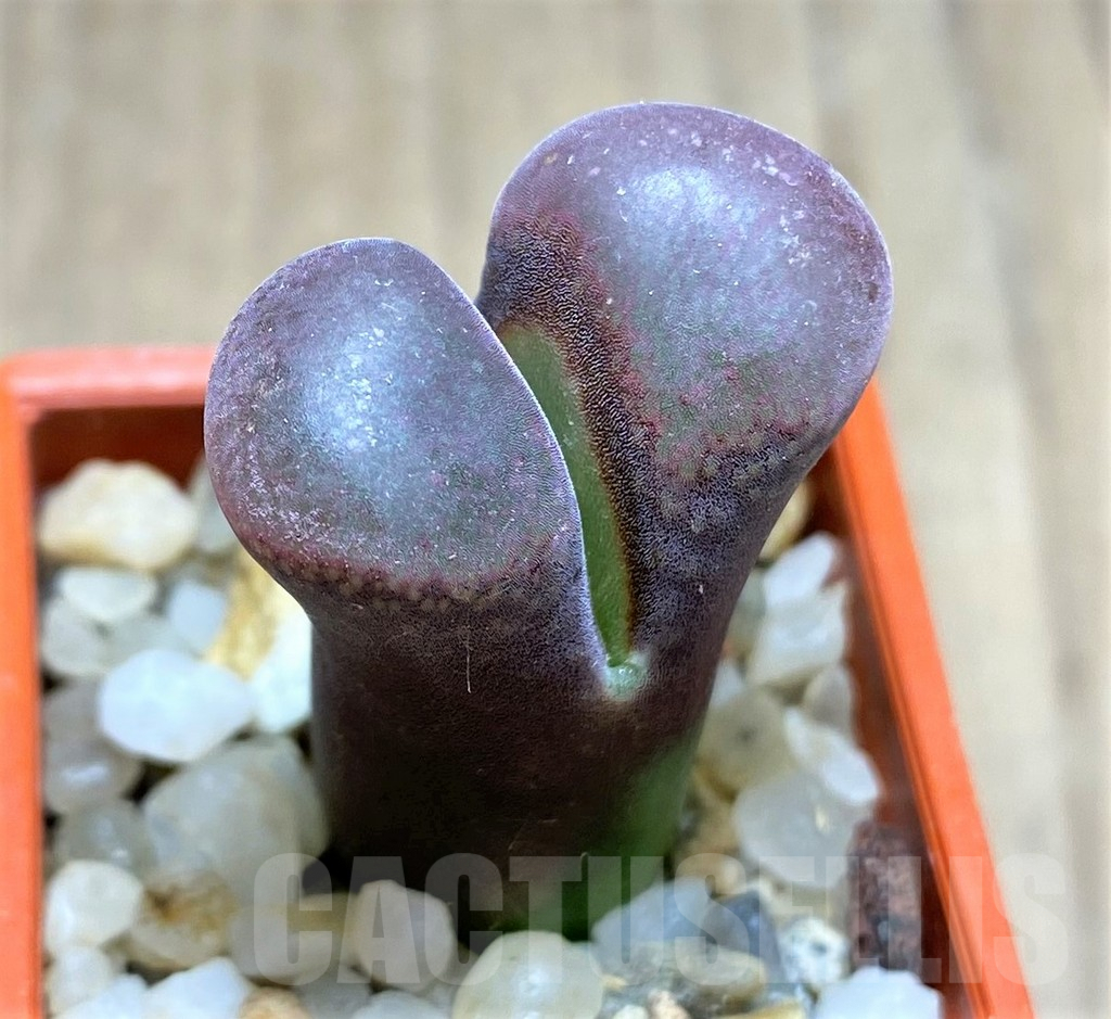 SHPR28460 Conophytum praesectum - Зображення 3