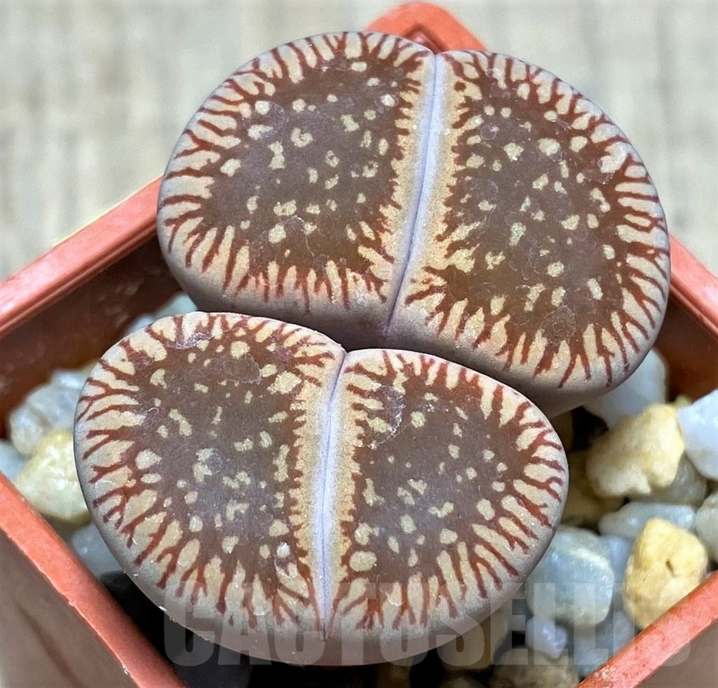 SHPR28462 Lithops aucampiae ‘Red Danielskuil’