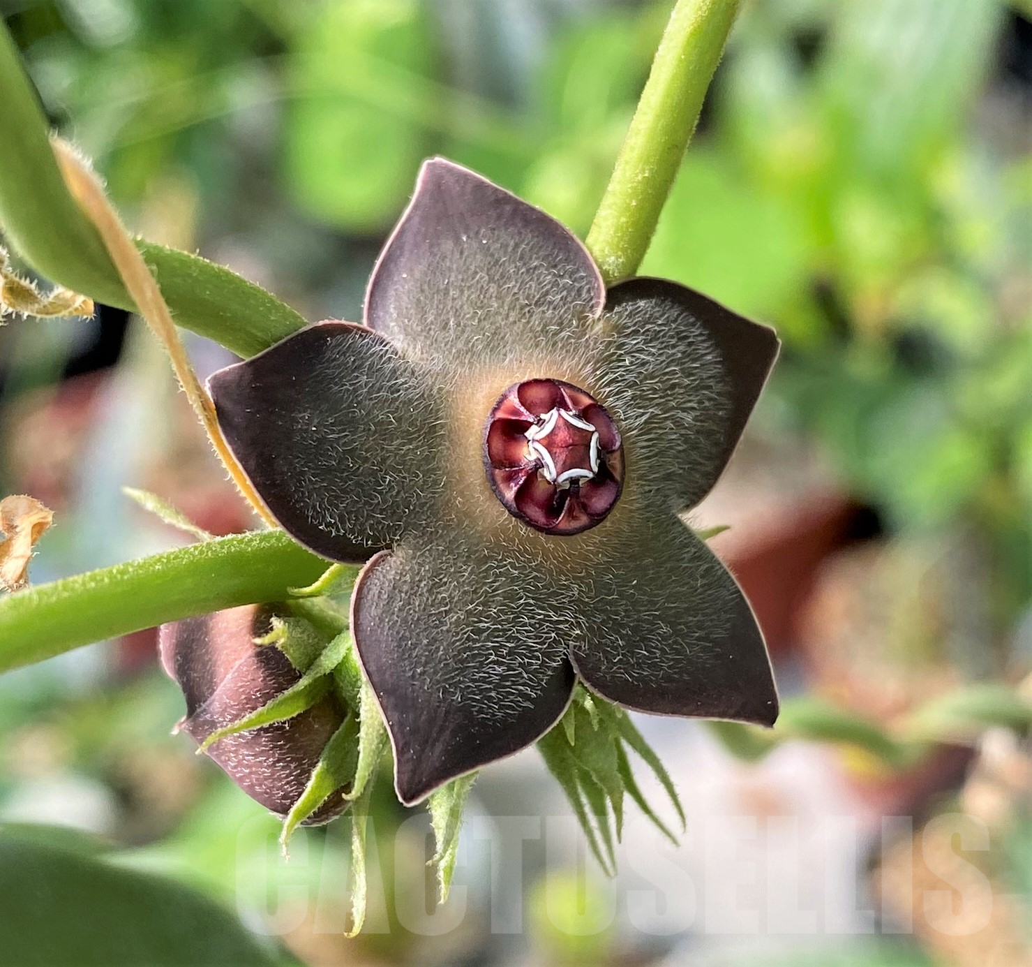 SH10778 Matelea cyclophylla (Gonolobus)