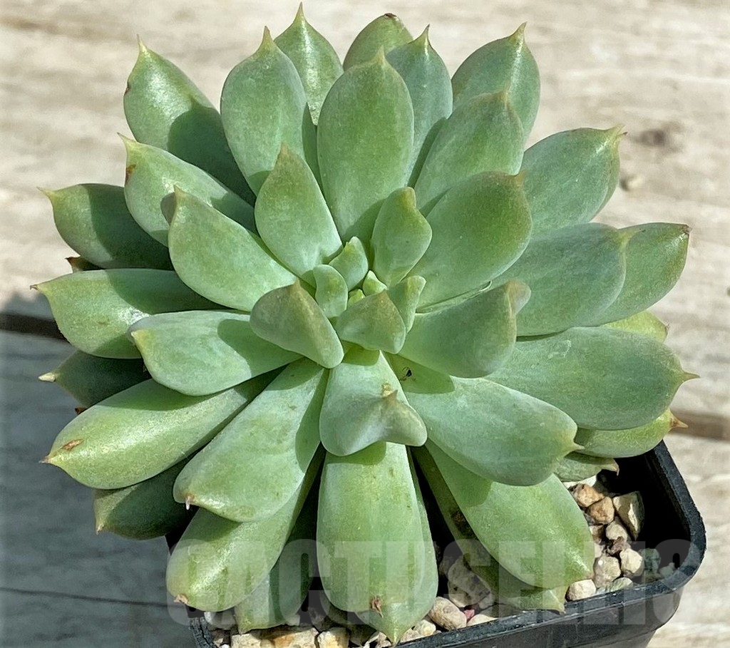 SHPR28519 Echeveria 'Irish Mint' - Imagen 2