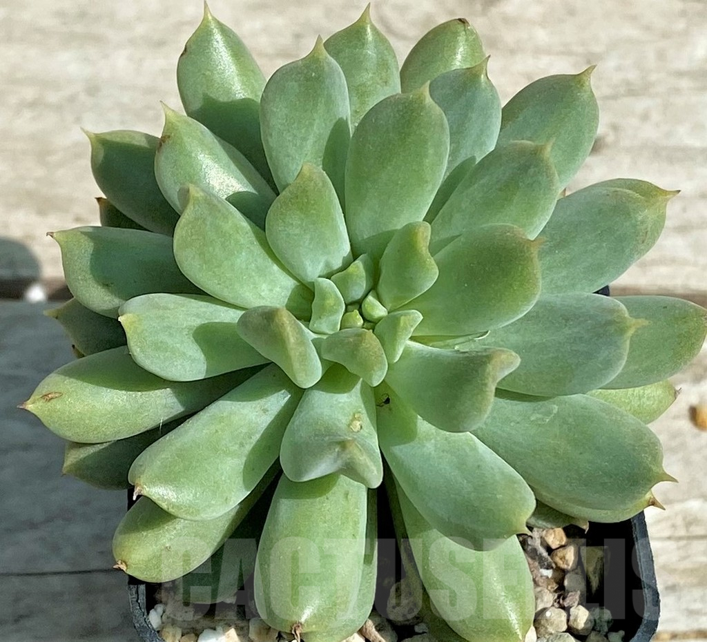 SHPR28519 Echeveria 'Irish Mint' - Imagen 3