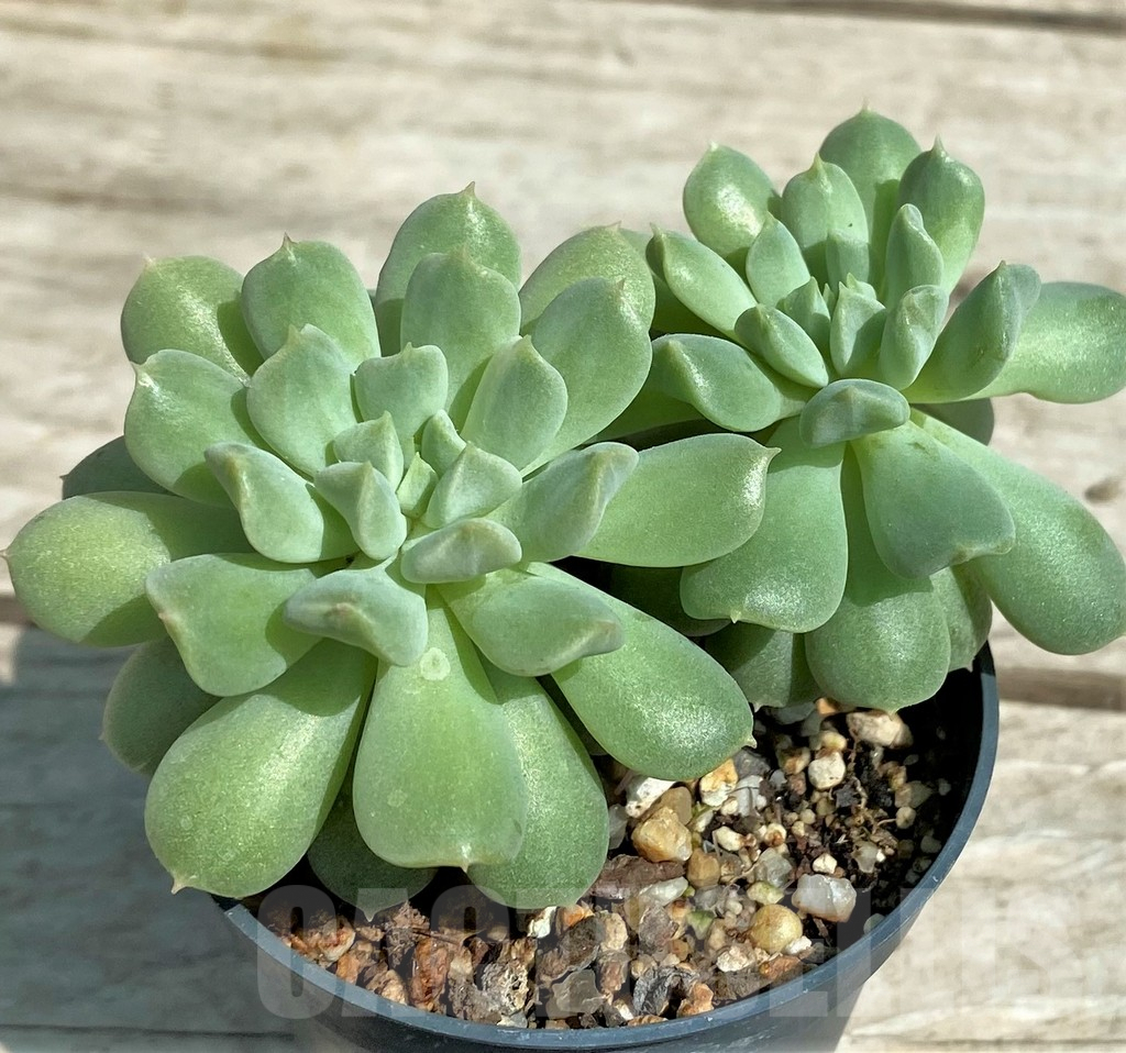 SHPR28520 Echeveria 'Irish Mint' - Imagen 2