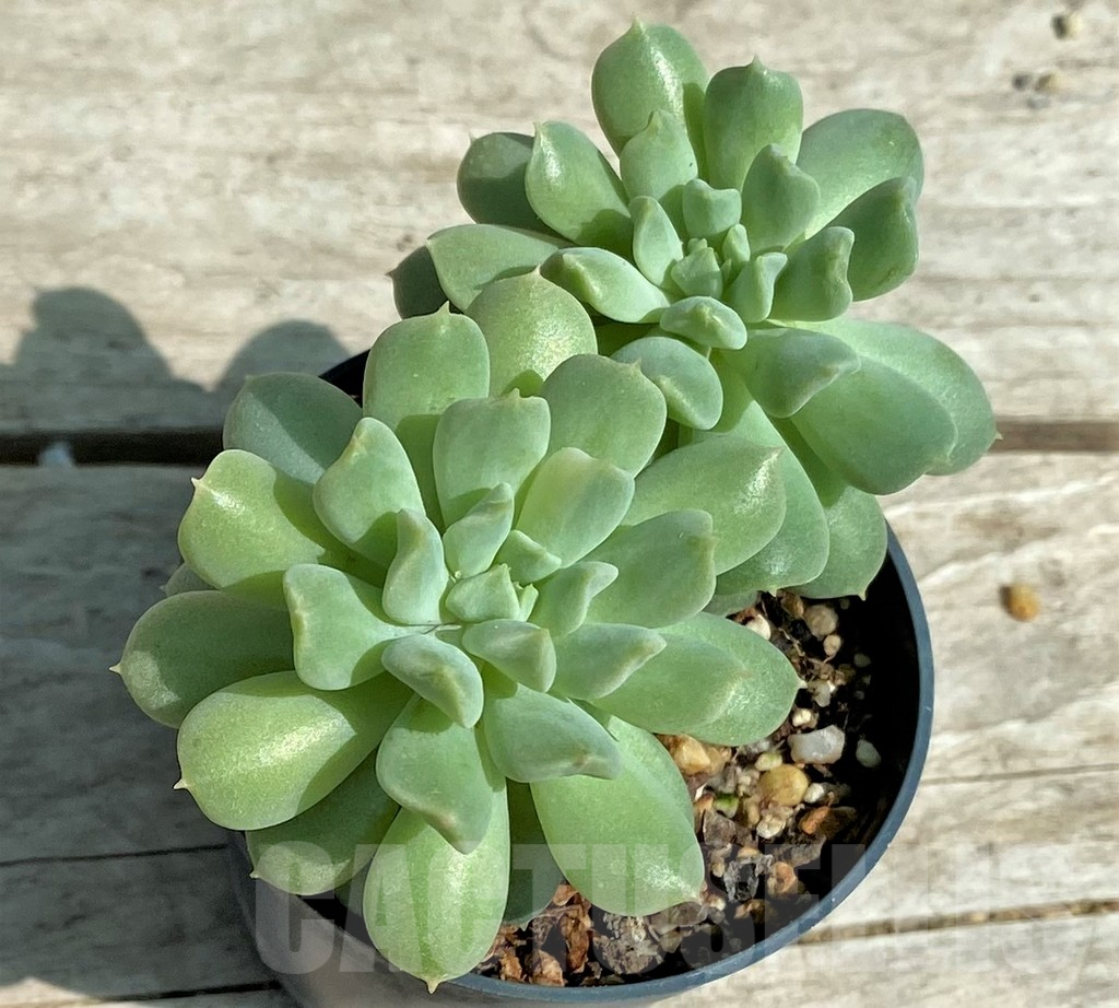 SHPR28520 Echeveria 'Irish Mint'
