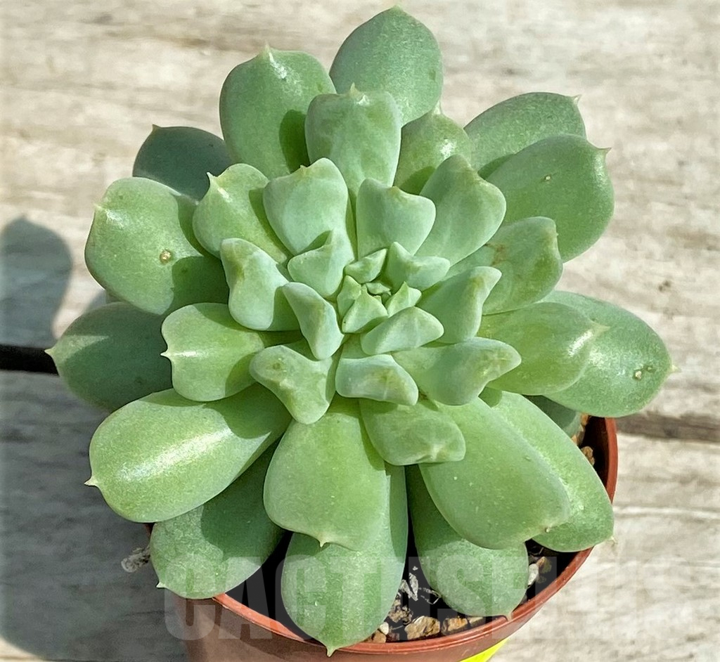 SHPR28521 Echeveria 'Irish Mint' - Imagen 2
