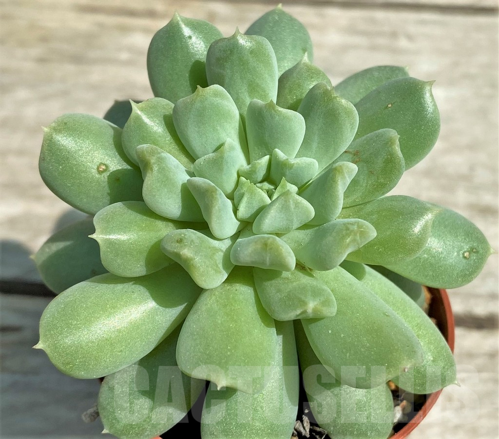 SHPR28521 Echeveria 'Irish Mint'