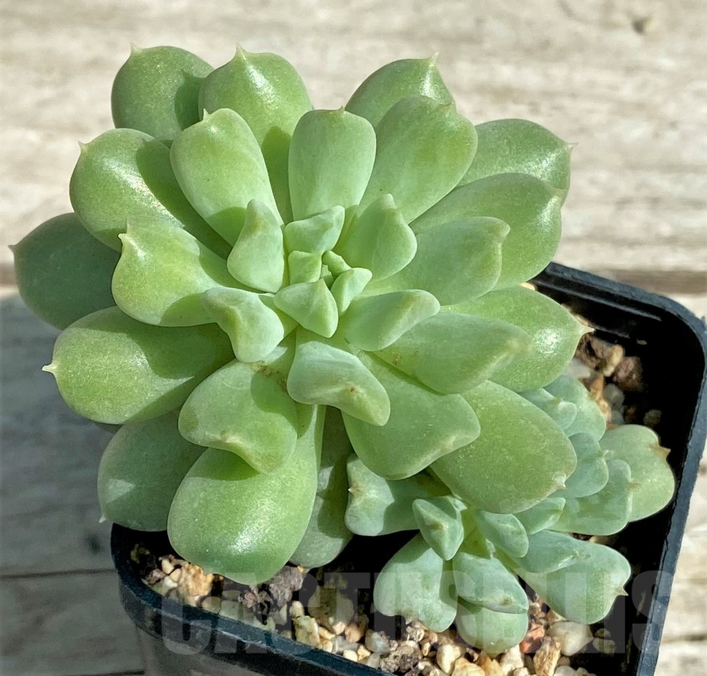 SHPR28522 Echeveria 'Irish Mint'