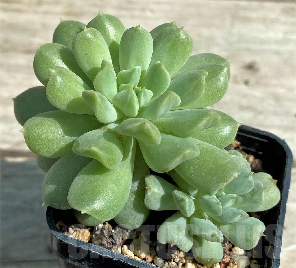 SHPR28522 Echeveria 'Irish Mint' - Imagen 2