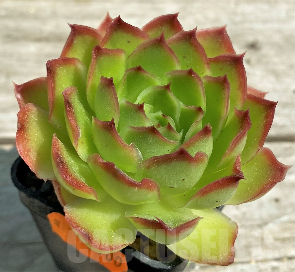 SHPR28523 Echeveria purple butterfly