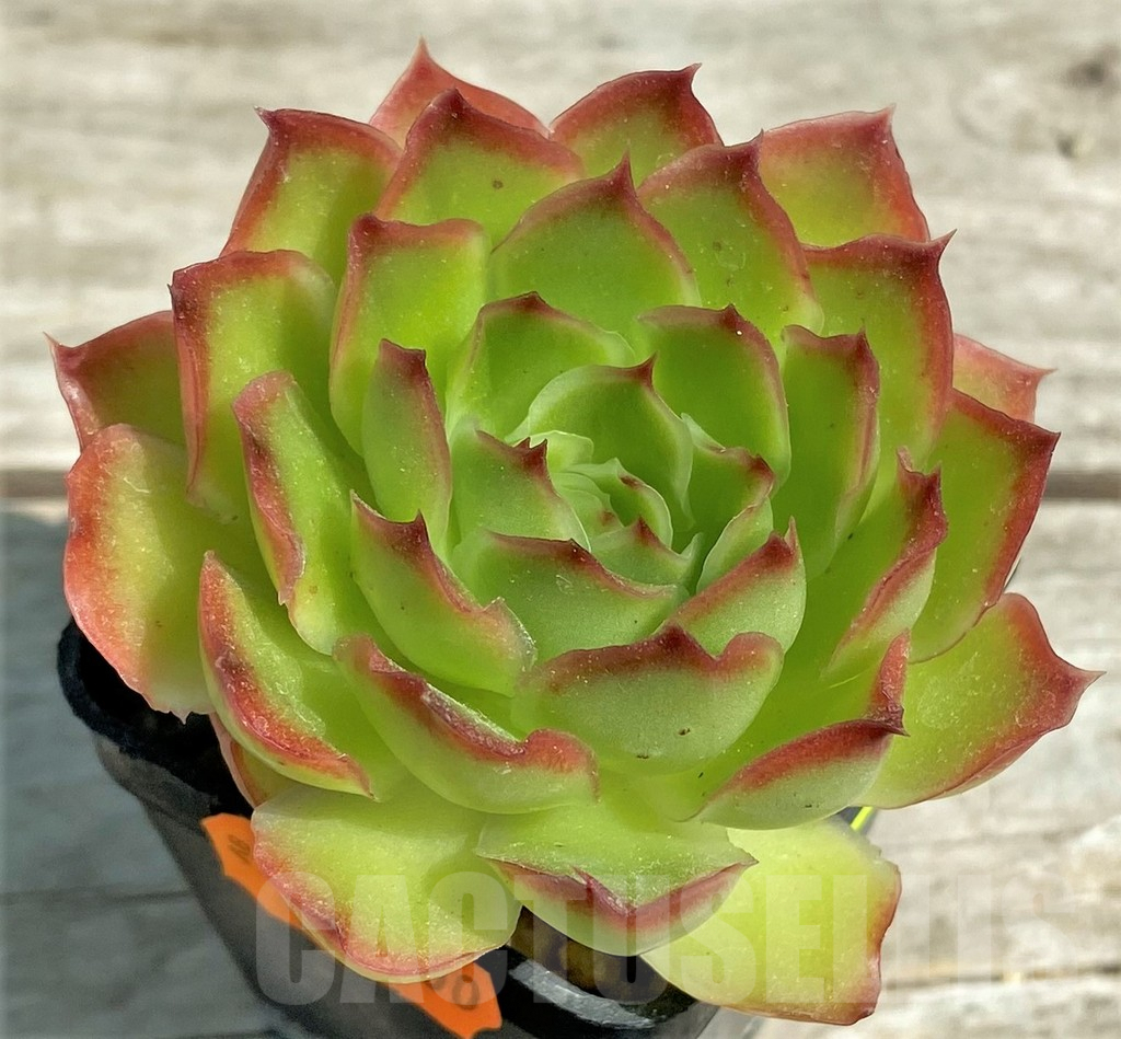 SHPR28523 Echeveria purple butterfly - Imagen 2