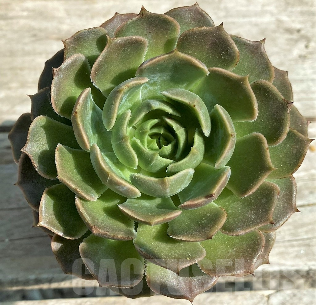 SHPR28538 Echeveria 'Brown Rose' - Image 3
