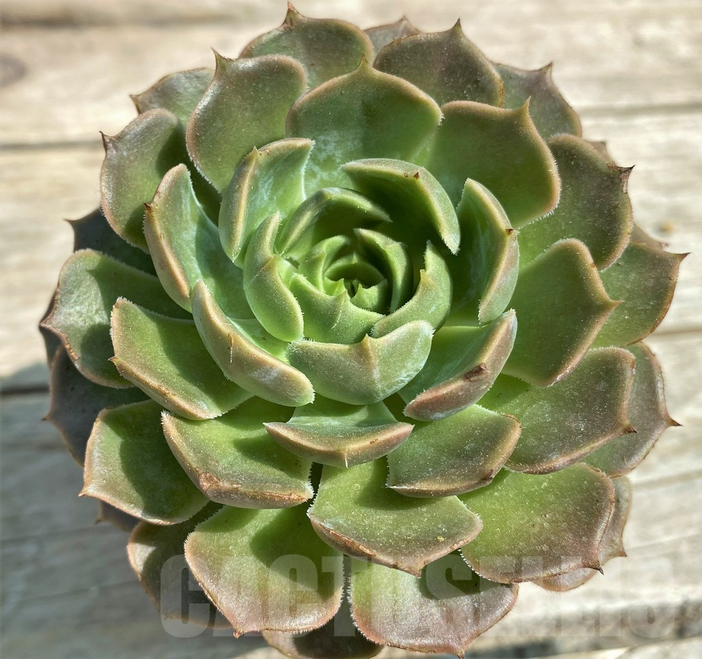 SHPR28538 Echeveria 'Brown Rose' - Image 2