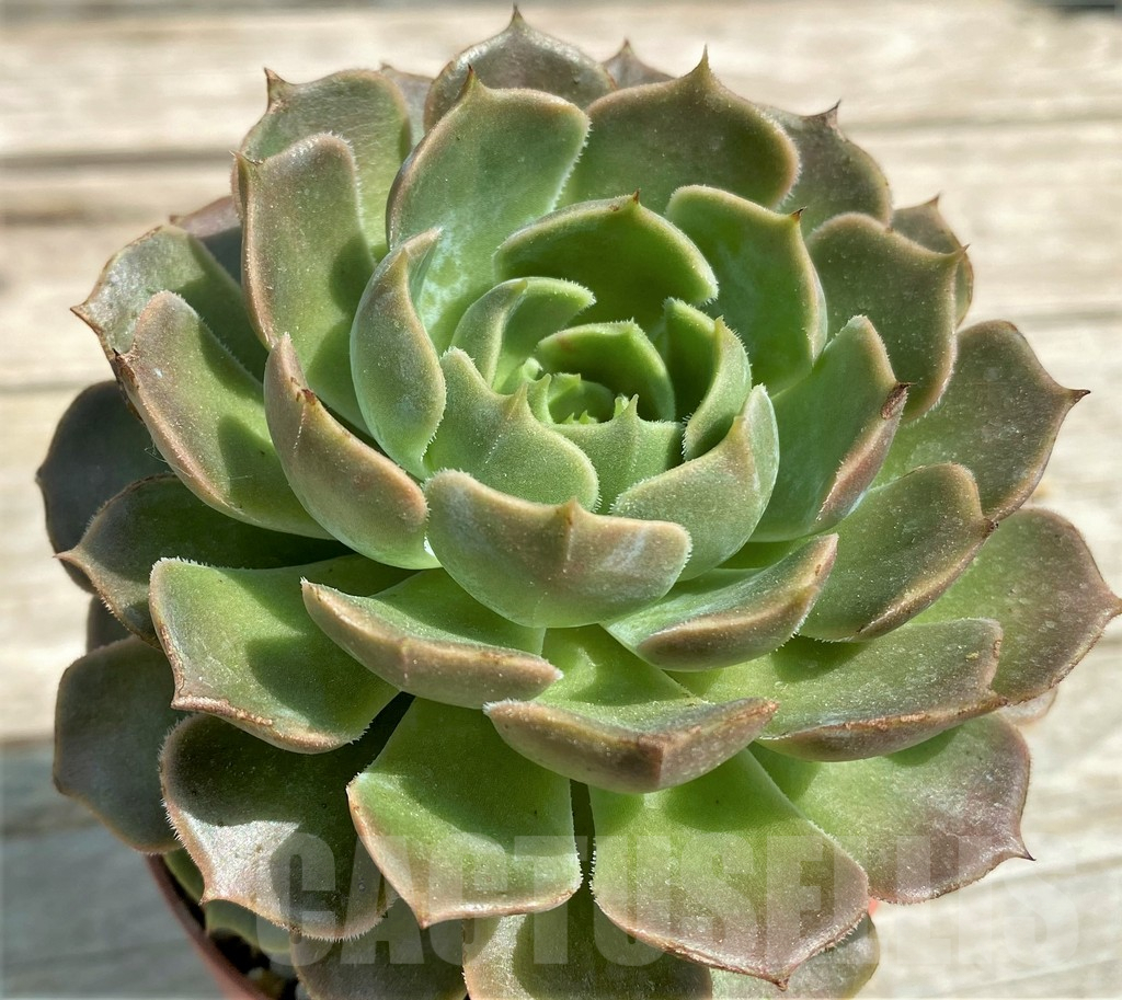 SHPR28538 Echeveria 'Brown Rose'