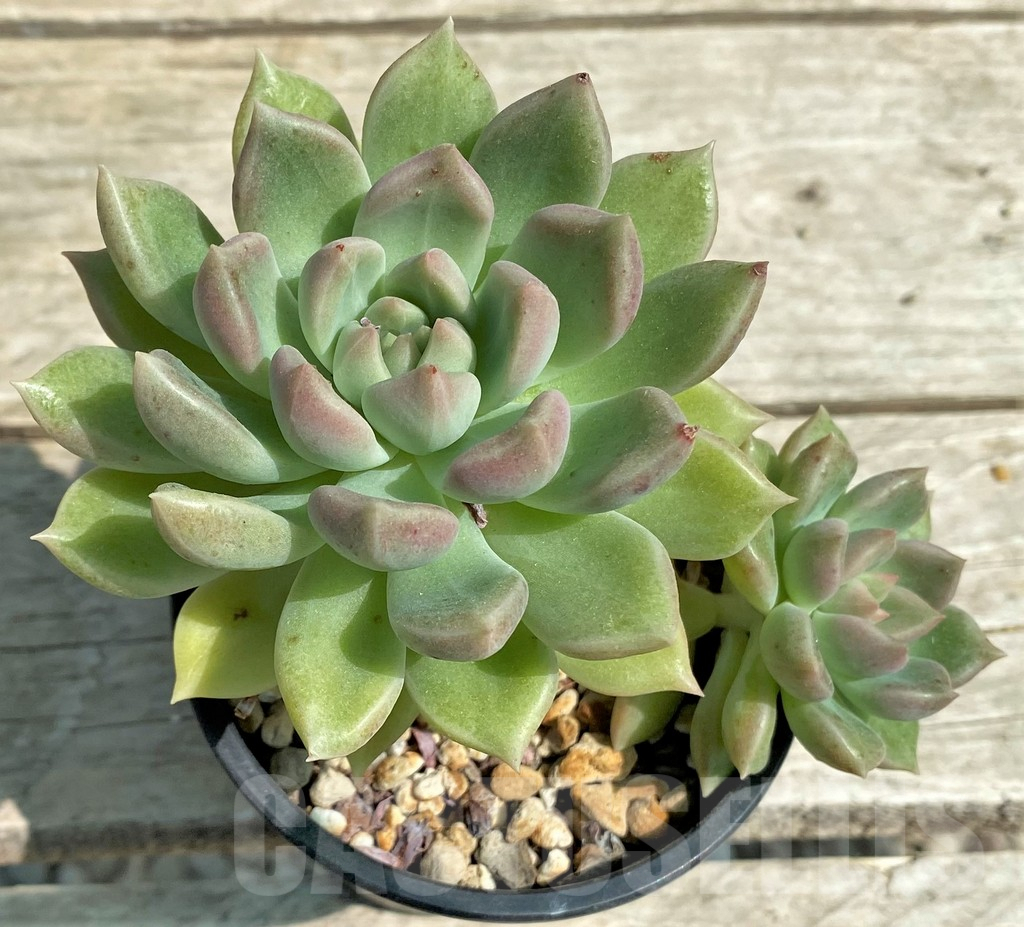 SHPR28540 Echeveria hybrid - Image 3
