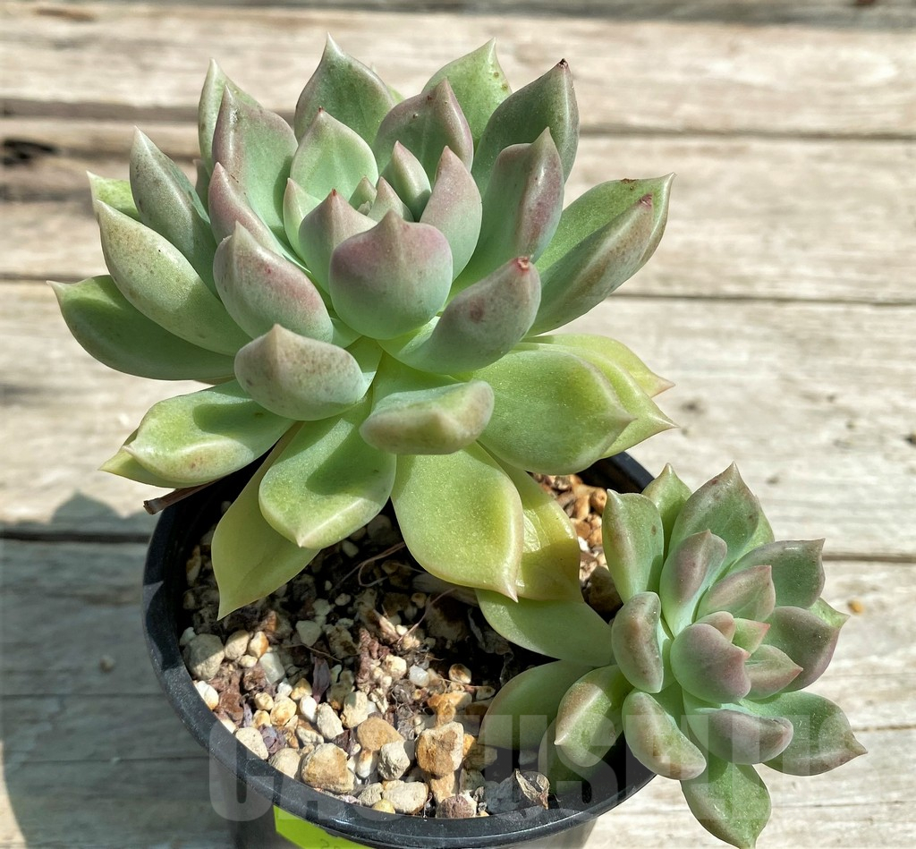 SHPR28540 Echeveria hybrid - Image 2