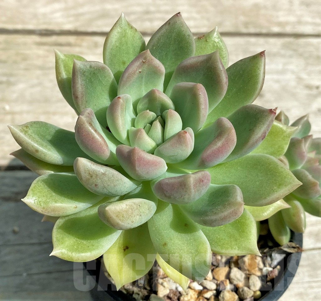 SHPR28540 Echeveria hybrid