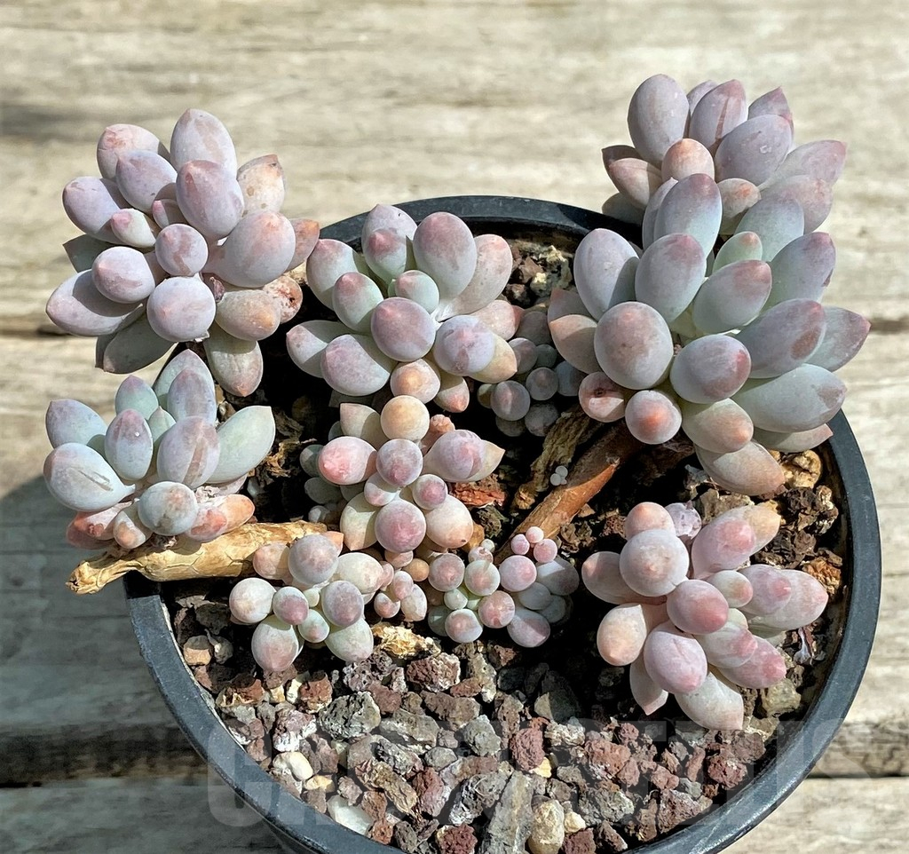 SHPR28544 Pachyphytum ‘Blue Bird’ - Image 2