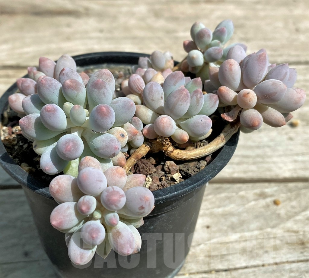 SHPR28544 Pachyphytum ‘Blue Bird’ - Image 3