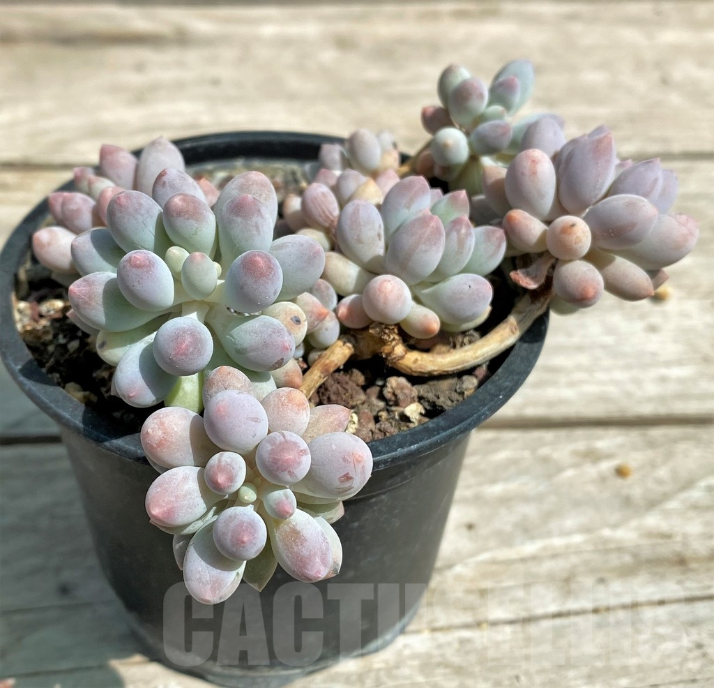 SHPR28544 Pachyphytum ‘Blue Bird’