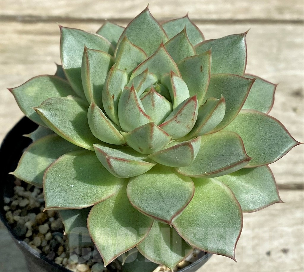 SHPR28545 Echeveria purpusorum hybrid