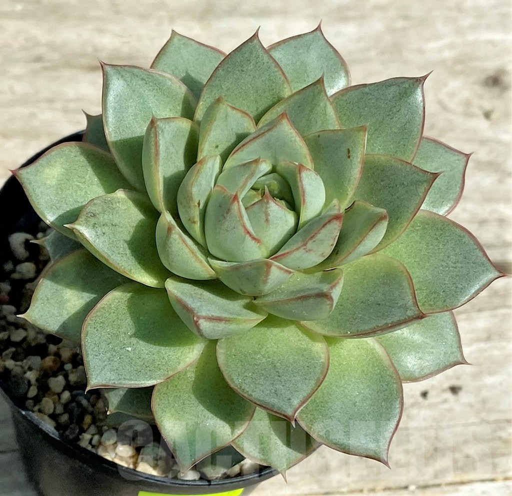 SHPR28545 Echeveria purpusorum hybrid - Image 2
