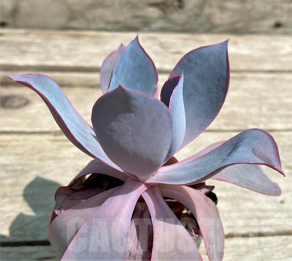 SHPR28547 Echeveria ‘Afterglow’