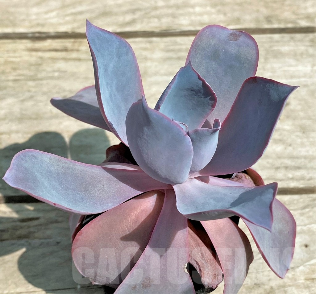 SHPR28547 Echeveria ‘Afterglow’ - Imagen 2
