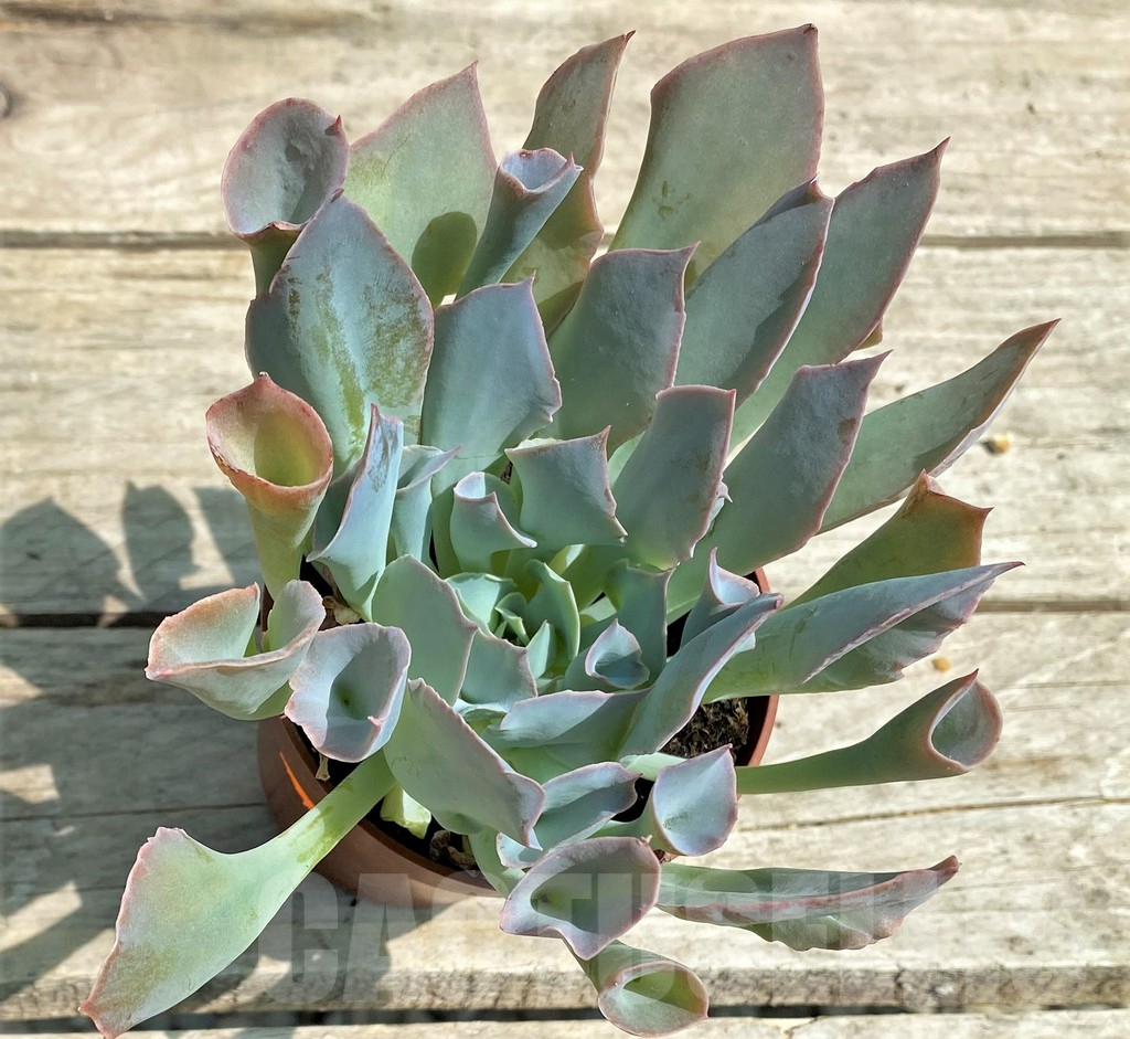 SHPR28553 Echeveria 'Trumpet' - Image 2