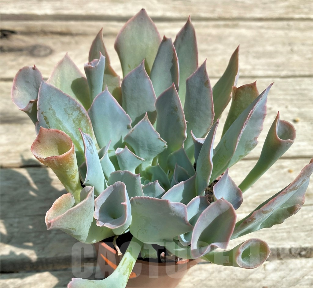 SHPR28553 Echeveria 'Trumpet' - Image 3