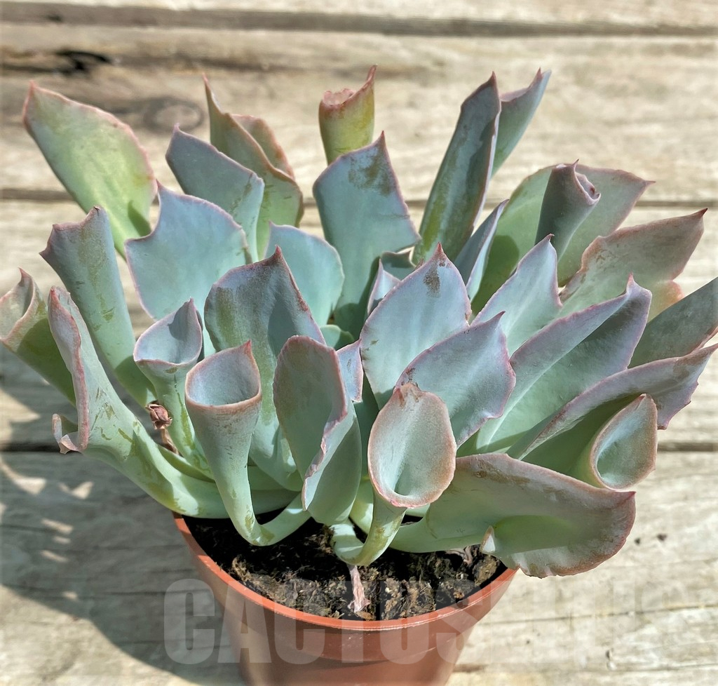 SHPR28553 Echeveria 'Trumpet'