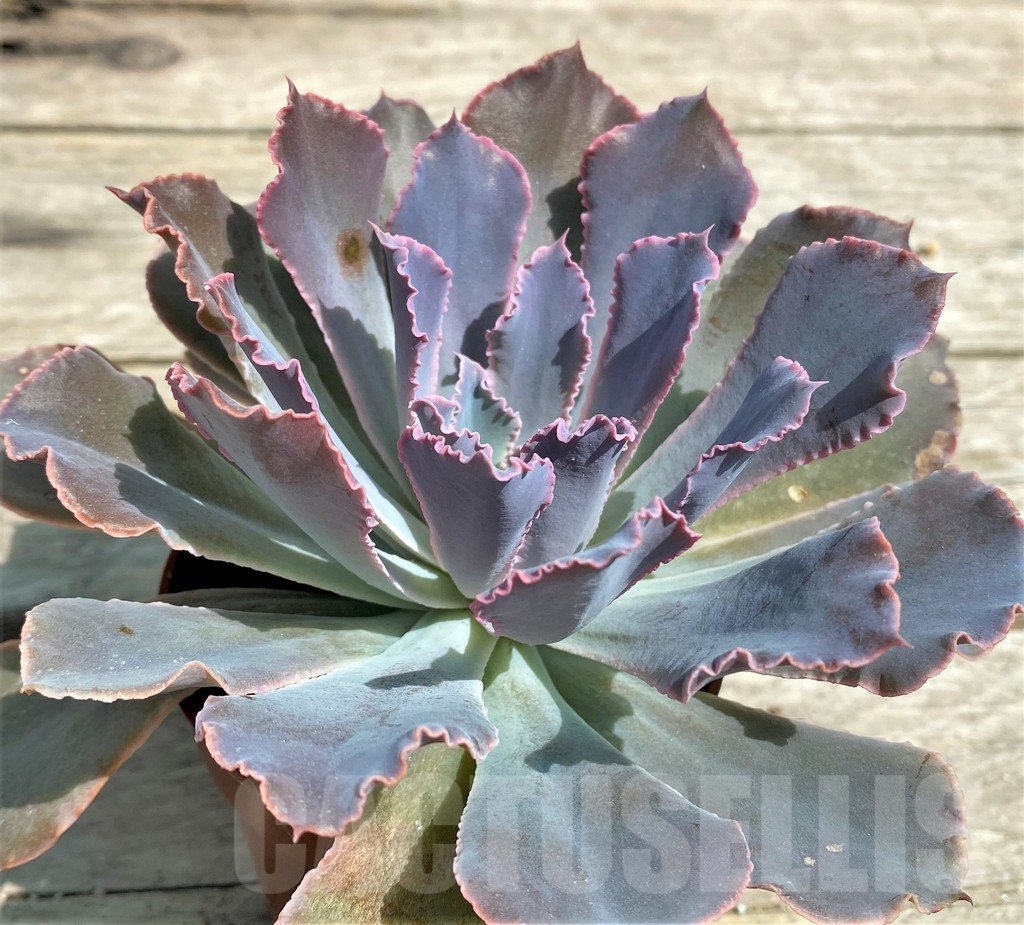 SHPR28557 Echeveria 'Neon Breakers'
