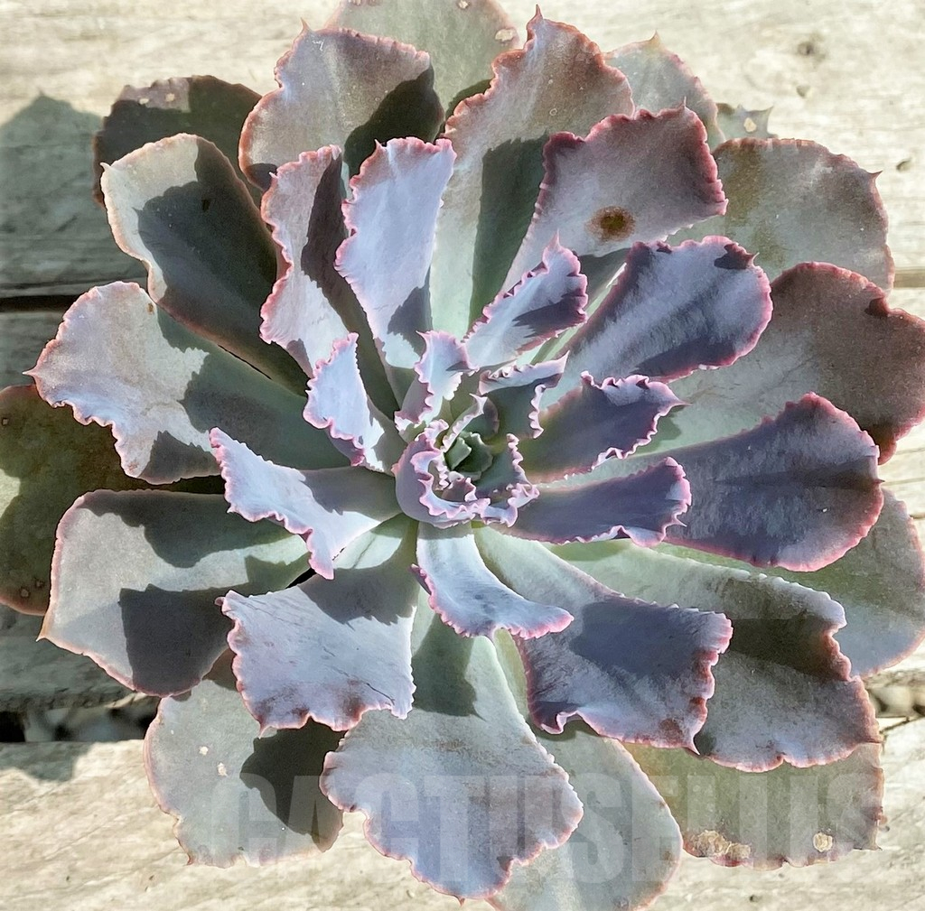 SHPR28557 Echeveria 'Neon Breakers' - Image 2