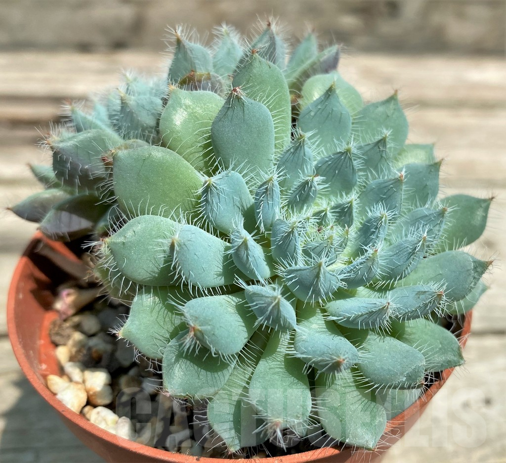 SHPR28558 Echeveria setosa x rundelli