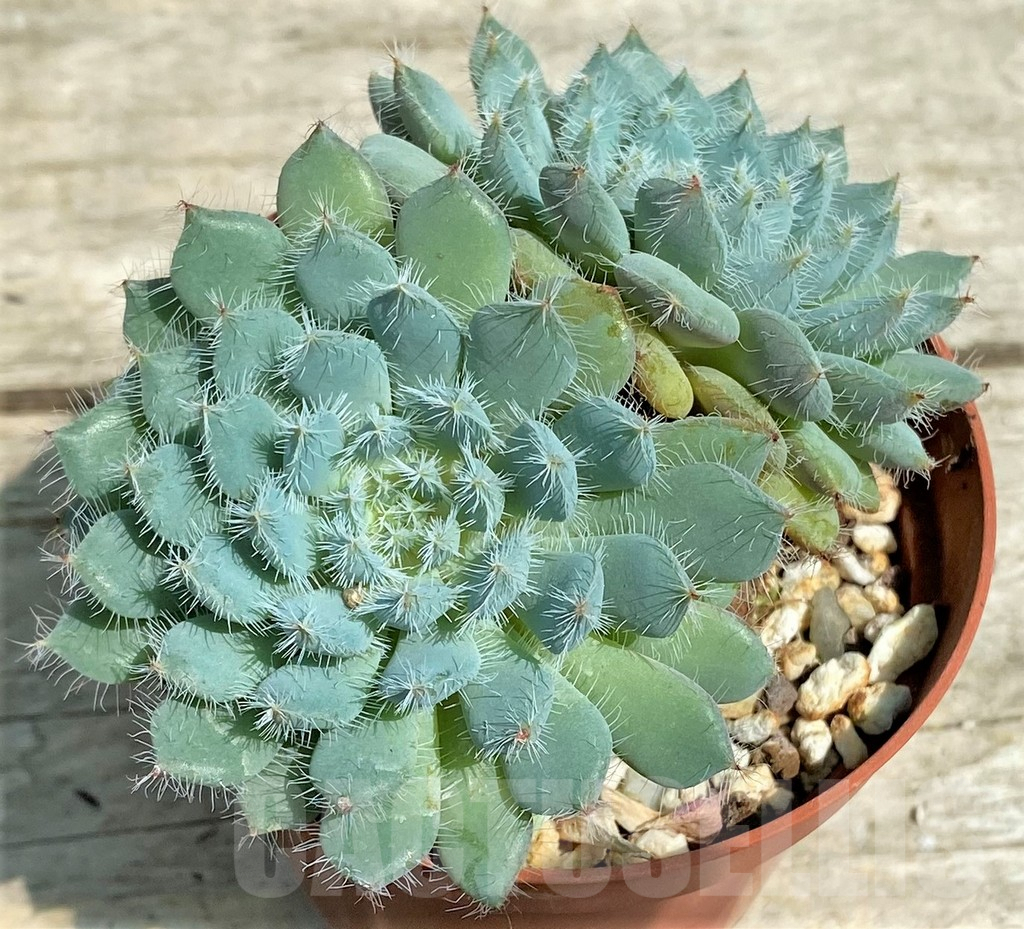 SHPR28558 Echeveria setosa x rundelli - Image 2