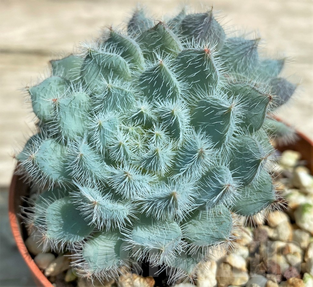 SHPR28559 Echeveria setosa x rundelli