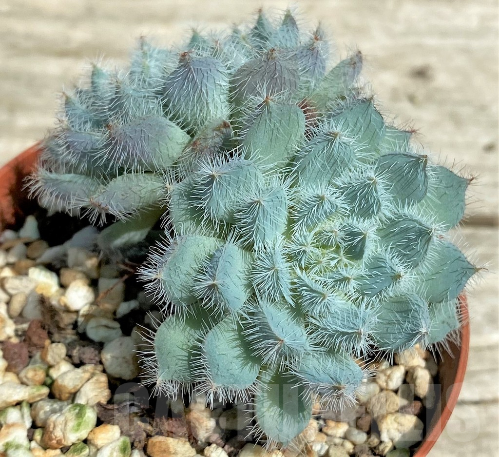 SHPR28559 Echeveria setosa x rundelli - Image 2