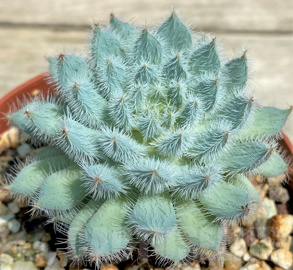 SHPR28560 Echeveria setosa x rundelli - Image 2