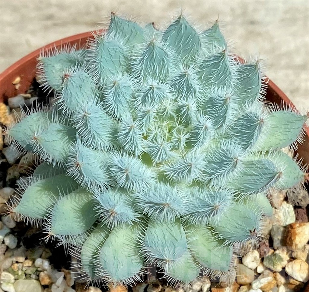 SHPR28560 Echeveria setosa x rundelli